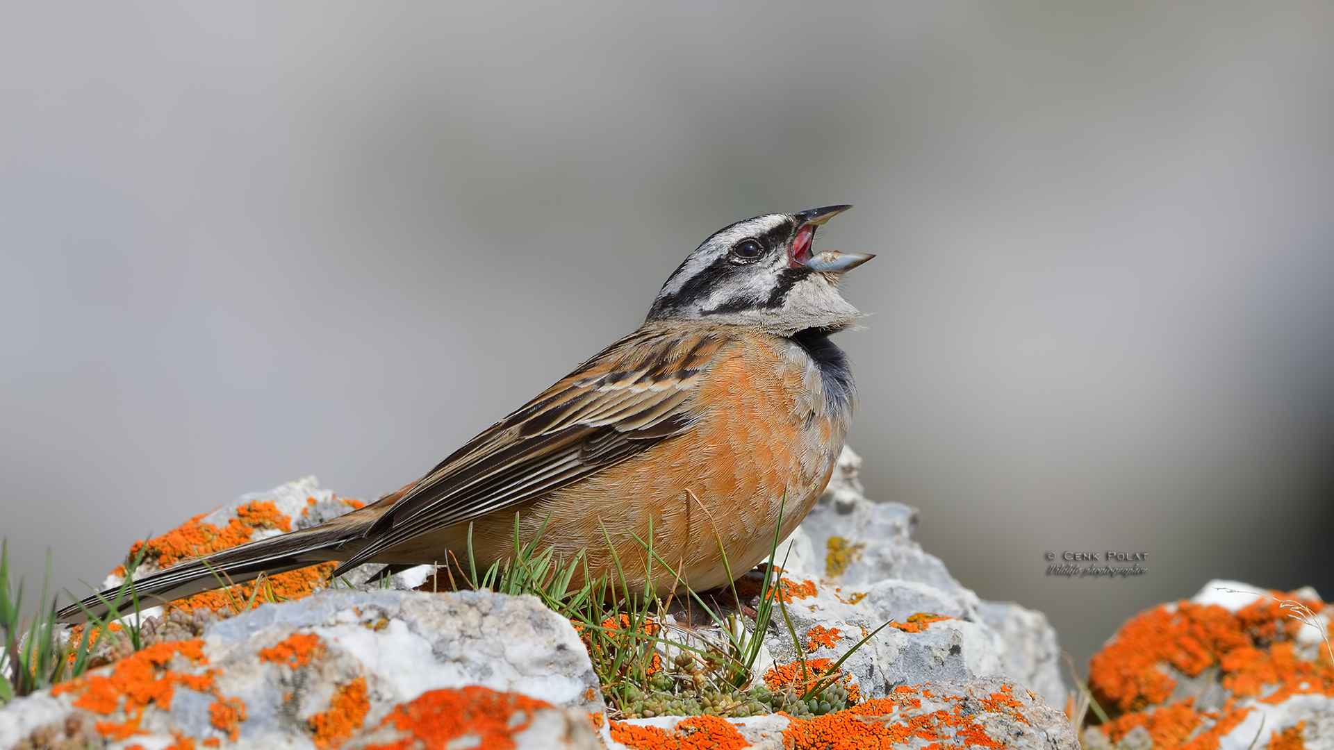Rock Bunting